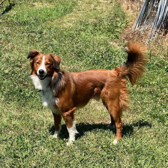 Meet your Posher, Ava - Picture 1 of 1